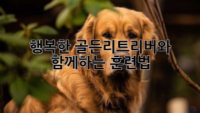 행복한 골든리트리버와 함께하는 훈련법